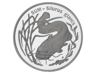 20 zł – Sum (łac- Silurus glanis)