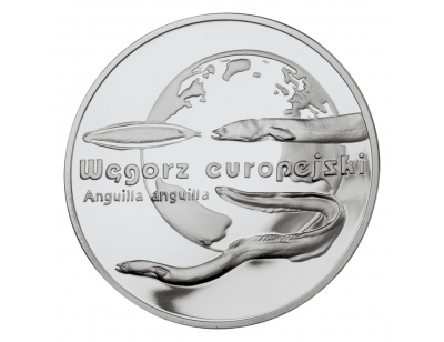 20 zł – Węgorz europejski (łac. Anguilla anguilla)