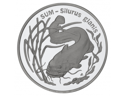 Sum (łac- Silurus glanis)