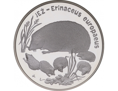 Jeż (łac. Erinaceus europaeus)