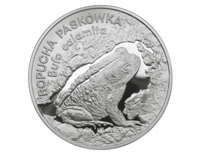 Ropucha paskówka (łac. Bufo calamita)