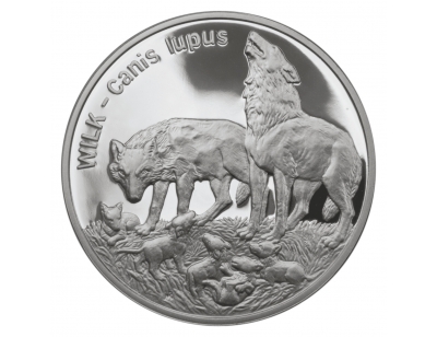Wilk (łac. Canis lupus)