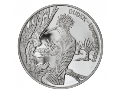 Dudek (łac. Upupa epops)