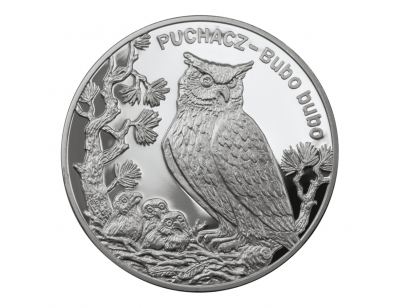 Puchacz (łac. Bubo bubo)