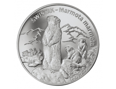 Świstak (łac. Marmota marmota)
