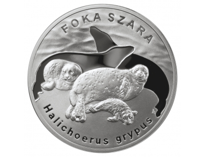 Foka szara (łac. Halichoerus grypus)