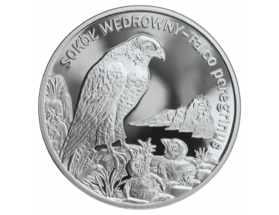 Sokół wędrowny (łac. Falco peregrinus)