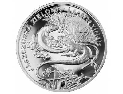 Jaszczurka zielona (łac. Lacerta viridis)