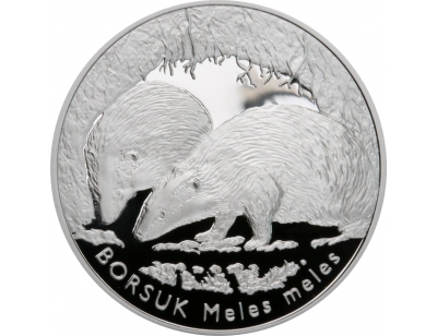 Borsuk (Meles meles)