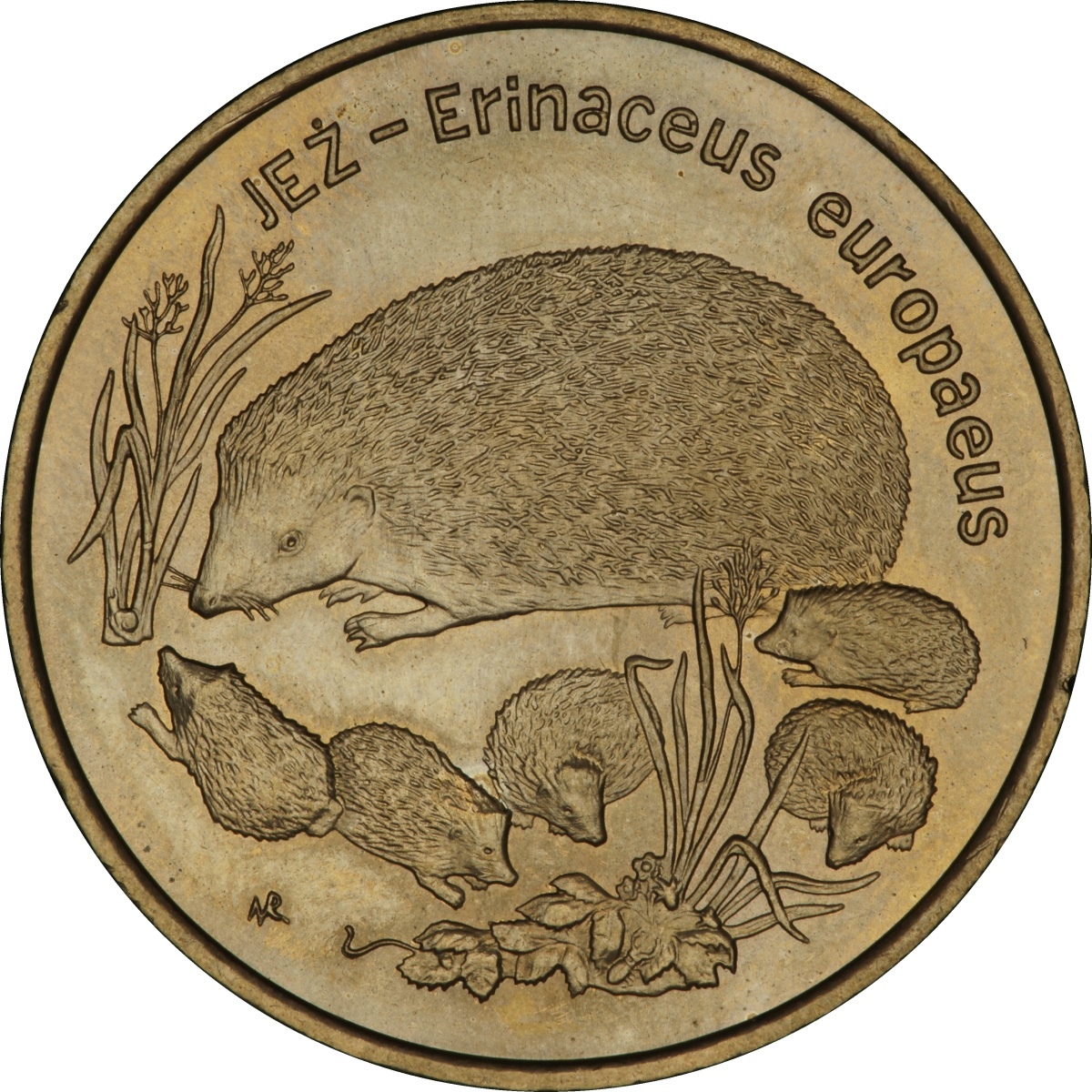 2zl-jez-lac-erinaceus-europaeus-rewers-monety