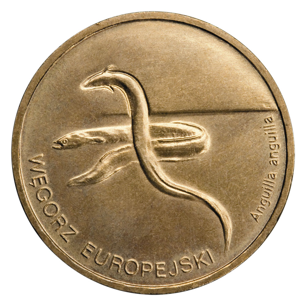 2zl-wegorz-europejski-lac-anguilla-anguilla-rewers-monety